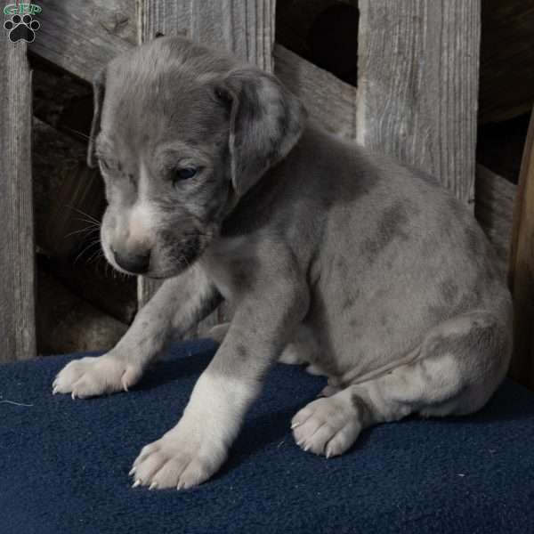 Harry, Great Dane Puppy